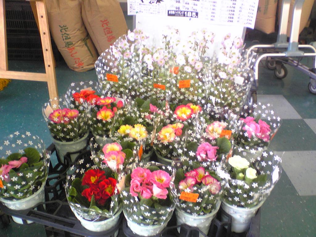 かわいいお花が スーパーマーケット ガンピー