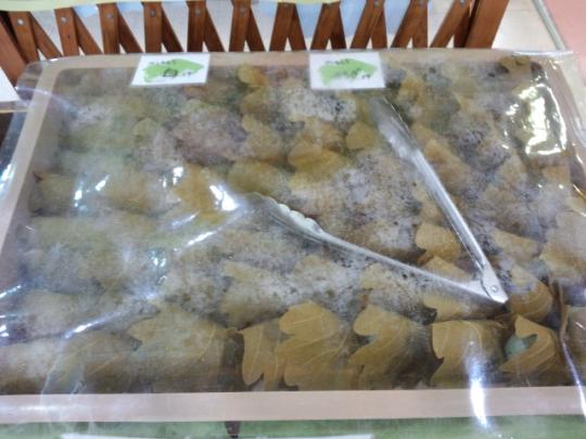 白とよもぎ