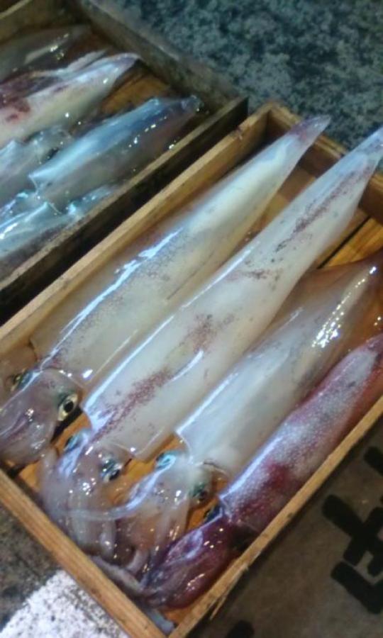 取れたて白いか