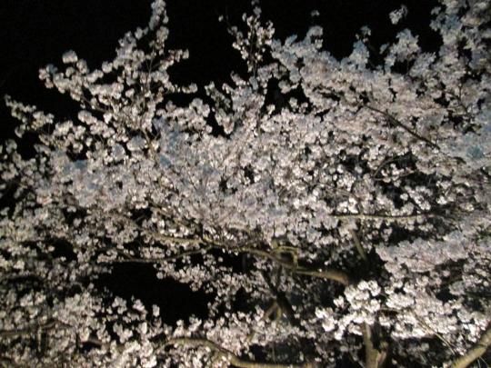 夜桜