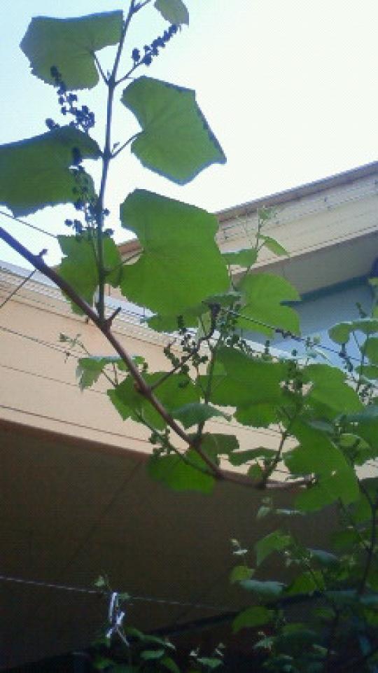 ぶどうの葉も元気