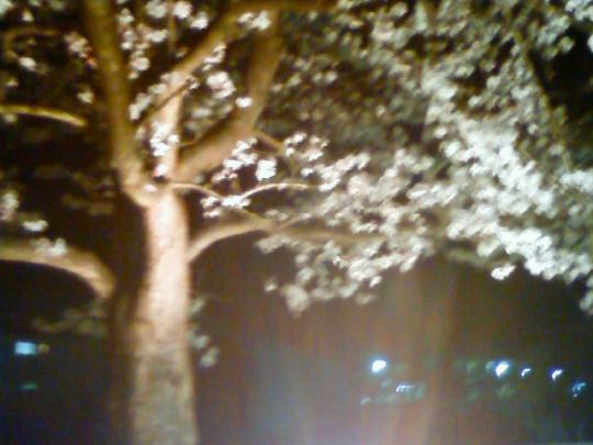 夜桜きれい