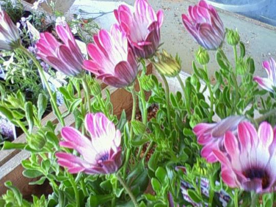 春のお花を植えましょう