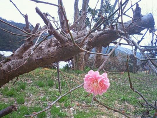小さな枝から一つの梅の花
