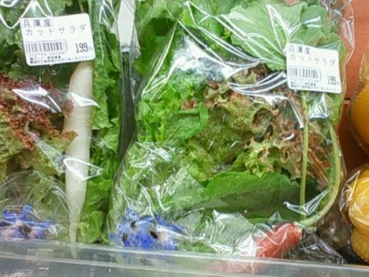 私のお気に入り