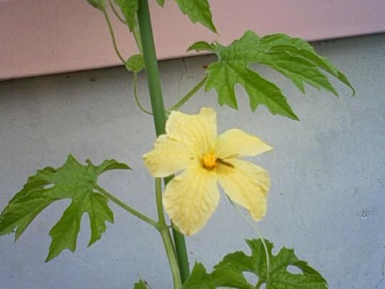 可愛い花が咲きますね