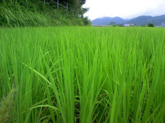 これが　無肥料無農薬で「初霜」