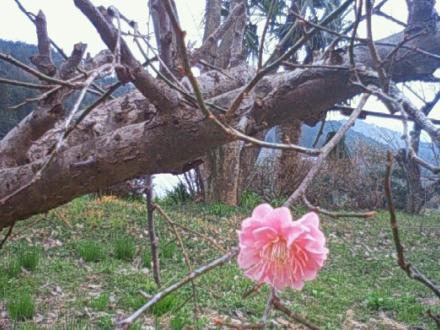 小さな枝から一つの梅の花