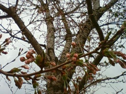 実家の桜